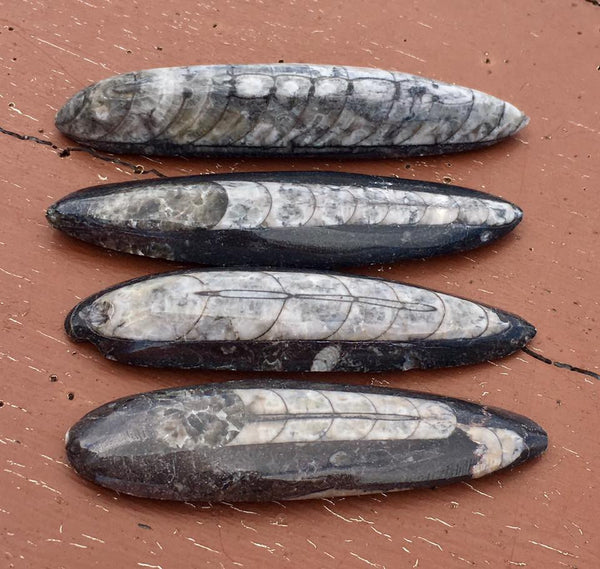 Orthoceras Fossils - Willow Tree Soul Gifts